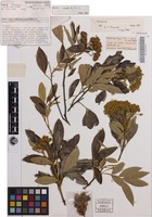 Holotype of Cossinia australiana S.T.Reynolds [family SAPINDACEAE]
