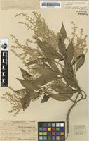 Isotype of Achyranthes mangarevica Suess. [family AMARANTHACEAE]