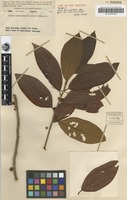 Isotype of Litsea breviumbellata C.K.Allen [family LAURACEAE]
