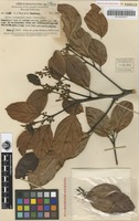 Isotype of Litsea habbemensis C.K.Allen [family LAURACEAE]