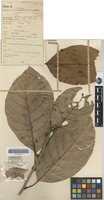 Isotype of Litsea perglabra C.K.Allen [family LAURACEAE]