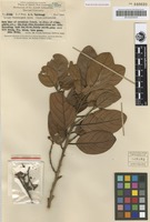 Isotype of Litsea versteeghii C.K.Allen [family LAURACEAE]