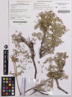 Isotype of Nyssanthes longistyla C.H.Miller [family AMARANTHACEAE]