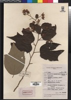 Isotype of Julostylis ampumalensis Pradeep & Sivarajan [family MALVACEAE]