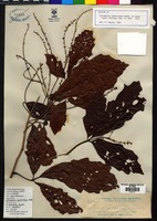 Isotype of Allophylus leptocladus Radlk. [family SAPINDACEAE]
