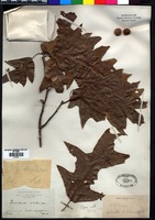 Isotype of Quercus joori Trel. [family FAGACEAE]