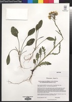 Isotype of Packera paupercula A. Love & D. Love var. savannarum R.R. Kowal [family ASTERACEAE]