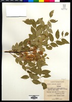 Isotype of Ateleia popenoei Correll [family FABACEAE]