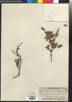 Isotype of Hedyotis degeneri Fosberg [family RUBIACEAE]