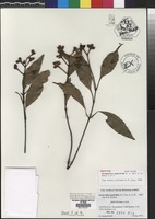 Isotype of Stockwellia quadrifida D.J. Carr, S.G.M. Carr & B. Hyl& [family MYRTACEAE]