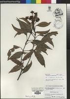 Isotype of Stockwellia quadrifida D.J. Carr, S.G.M. Carr & B. Hyl& [family MYRTACEAE]