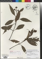 Isotype of Stockwellia quadrifida D.J. Carr, S.G.M. Carr & B. Hyl& [family MYRTACEAE]