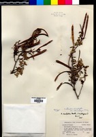 Holotype of Calliandra eriophylla Benth. var. chamaedrys Isely [family FABACEAE]