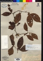 Isotype of Cynometra whitfordii Elmer [family FABACEAE]