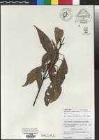 Isotype of Stockwellia quadrifida D.J. Carr, S.G.M. Carr & B. Hyl& [family MYRTACEAE]