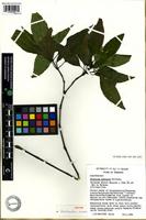 Isotype of Trichaulax mwasumbii Vollesen [family ACANTHACEAE]