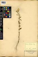 Isotype of Celosia welwitschii Schinz [family AMARANTHACEAE]