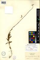 Isotype of Senecio kyimbilensis Mattf. [family ASTERACEAE]