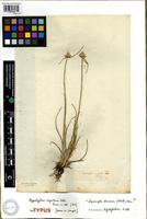 Syntype of Hypaelyptum argenteum Vahl [family CYPERACEAE]