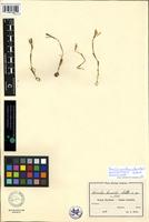 Isolectotype of Nervilia humilis Schltr. [family ORCHIDACEAE]