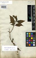 Lectotype of Dianthera americana Forssk. var. flava Forssk. [family ACANTHACEAE]