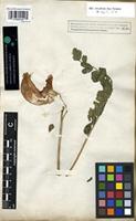 Holotype of Dolichos arboreus Forssk. [family FABACEAE]
