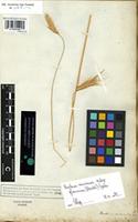 Filed as Hordeum murinum L. subsp. glaucum (Steudel) Tzekev [family GRAMINEAE]