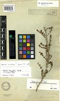 Syntype of Salsola longifolia Forssk. [family CHENOPODIACEAE]