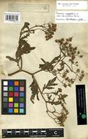Syntype of Senecio hieracifolius Forssk. [family COMPOSITAE]