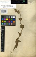 Filed as Stachys obliqua Waldst. ans Kit. [family LABIATAE]