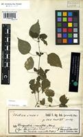 Holotype of Urtica iners Forssk. [family URTICACEAE]