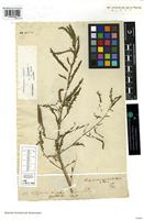 Syntype of Aeschynomene quadrata Schumach. and Thonn. [family FABACEAE]