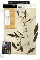 Syntype of Justicia rubra Vahl [family ACANTHACEAE]