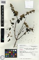 Isotype of Alternanthera inaccessa Pedersen [family AMARANTHACEAE]