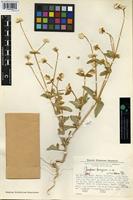 Holotype of Gomphrena ferruginea Pedersen [family AMARANTHACEAE]