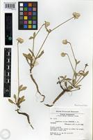 Isotype of Gomphrena triceps Pedersen [family AMARANTHACEAE]
