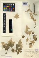 Isotype of Iresine alternifolia S. Watson [family AMARANTHACEAE]