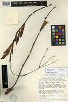 Holotype of Pfaffia sarcophylla Pedersen [family AMARANTHACEAE]