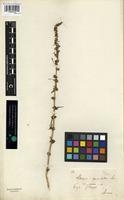 Type of Scleropus squamulatus Andersson [family AMARANTHACEAE]