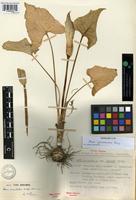 Holotype of Arum alpinum Schott and Kotschy subsp. danicum (Prime) Terpó [family ARACEAE]