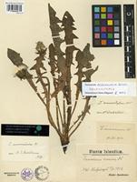 Lectotype of Taraxacum acromaurum Dahlst. [family ASTERACEAE]