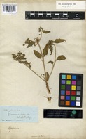 Syntype of Croton affinis Geiseler [family EUPHORBIACEAE]
