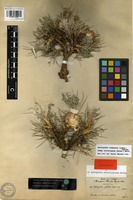 Isotype of Astragalus condensatus Ledeb. [family FABACEAE]