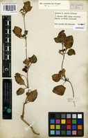 Syntype of Solanum aegyptiacum Forssk. [family SOLANACEAE]