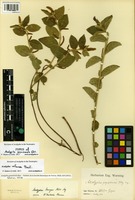 Type of Acalypha goyazensis Glaz. [family EUPHORBIACEAE]
