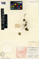 Syntype of Primula afghanica Wendelbo [family PRIMULACEAE]