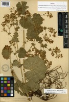Isotype of Alchemilla acutiloba Steven forma altissima Buser [family ROSACEAE]