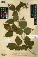 Syntype of Rubus acuminatus Lindeb. var. floribunda Lindeb. [family ROSACEAE]