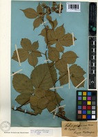 Syntype of Rubus polyanthemus Lindeb. [family ROSACEAE]