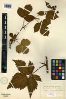 Lectotype of Rubus plicatus Weihe forma incisa Lindeb. [family ROSACEAE]